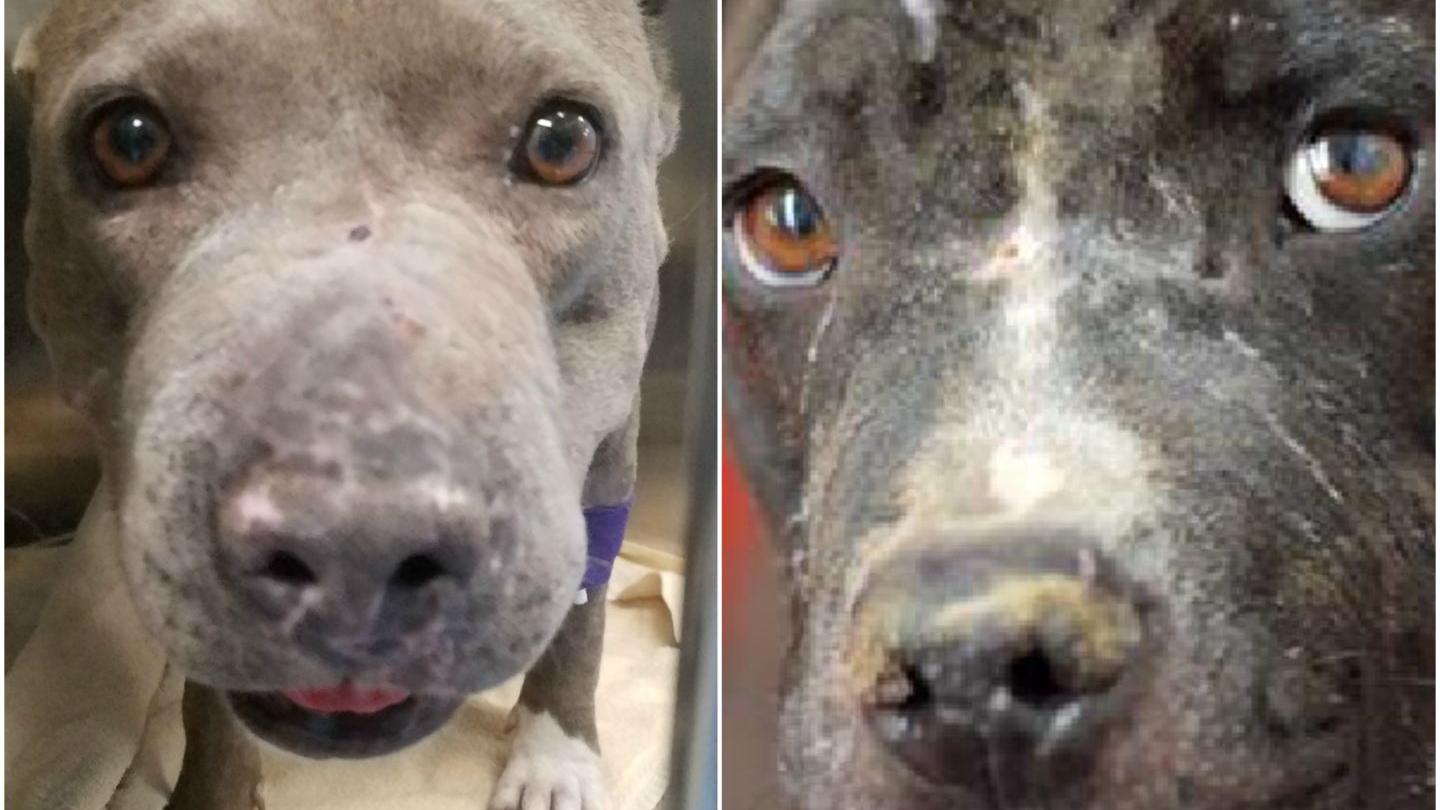 2 strays treated for head wounds among homeless pets at Tucson adoption event